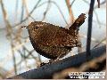굴뚝새 Winter Wren